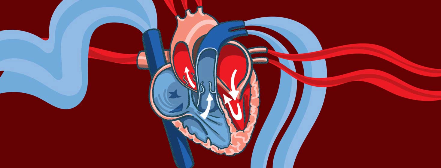 a diagram of a heart showing blood pumping in and out of the blood vessels