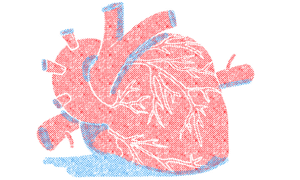 a drawing of anatomical heart