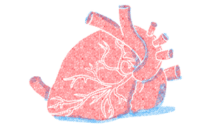 image of anatomical heart with shadow