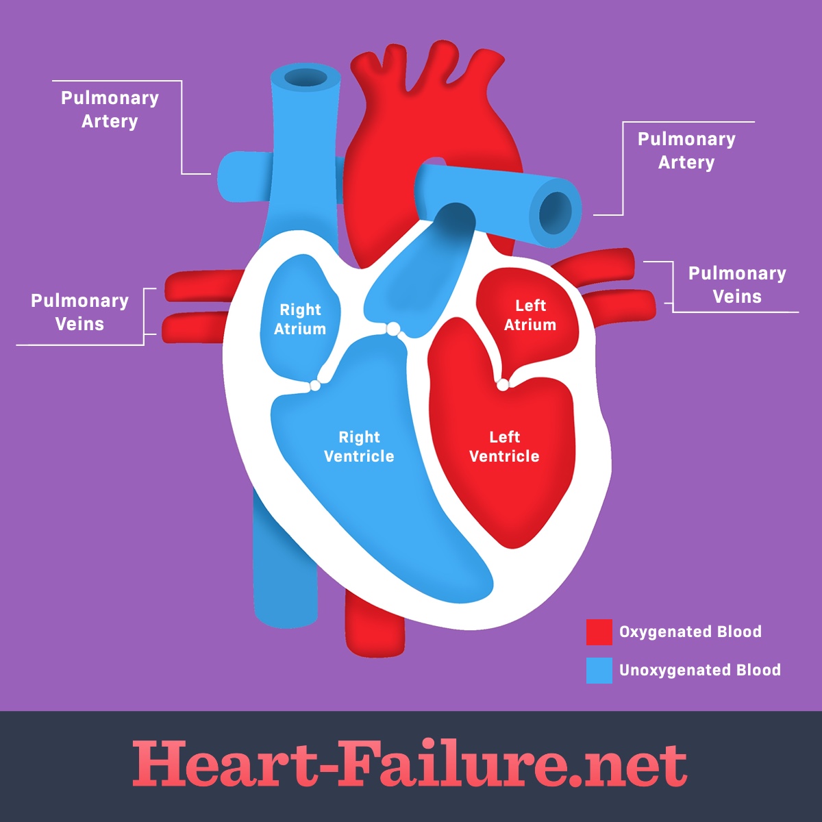 detailed image of the heart, the veins, arteries, ventricles and atriums labeled.